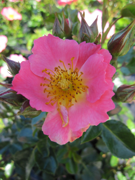 Bodendecker-Rose Pretty Girl